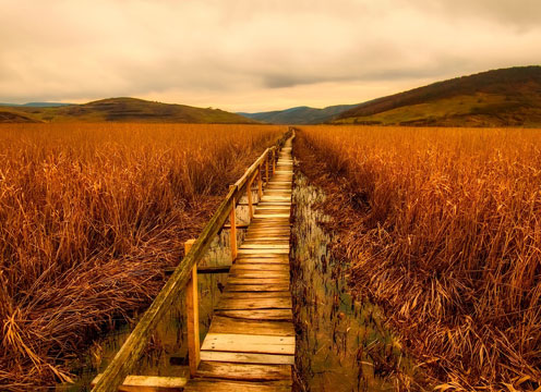 Journey to Mental Health - path