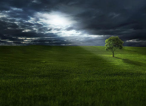 Healing - image of tree